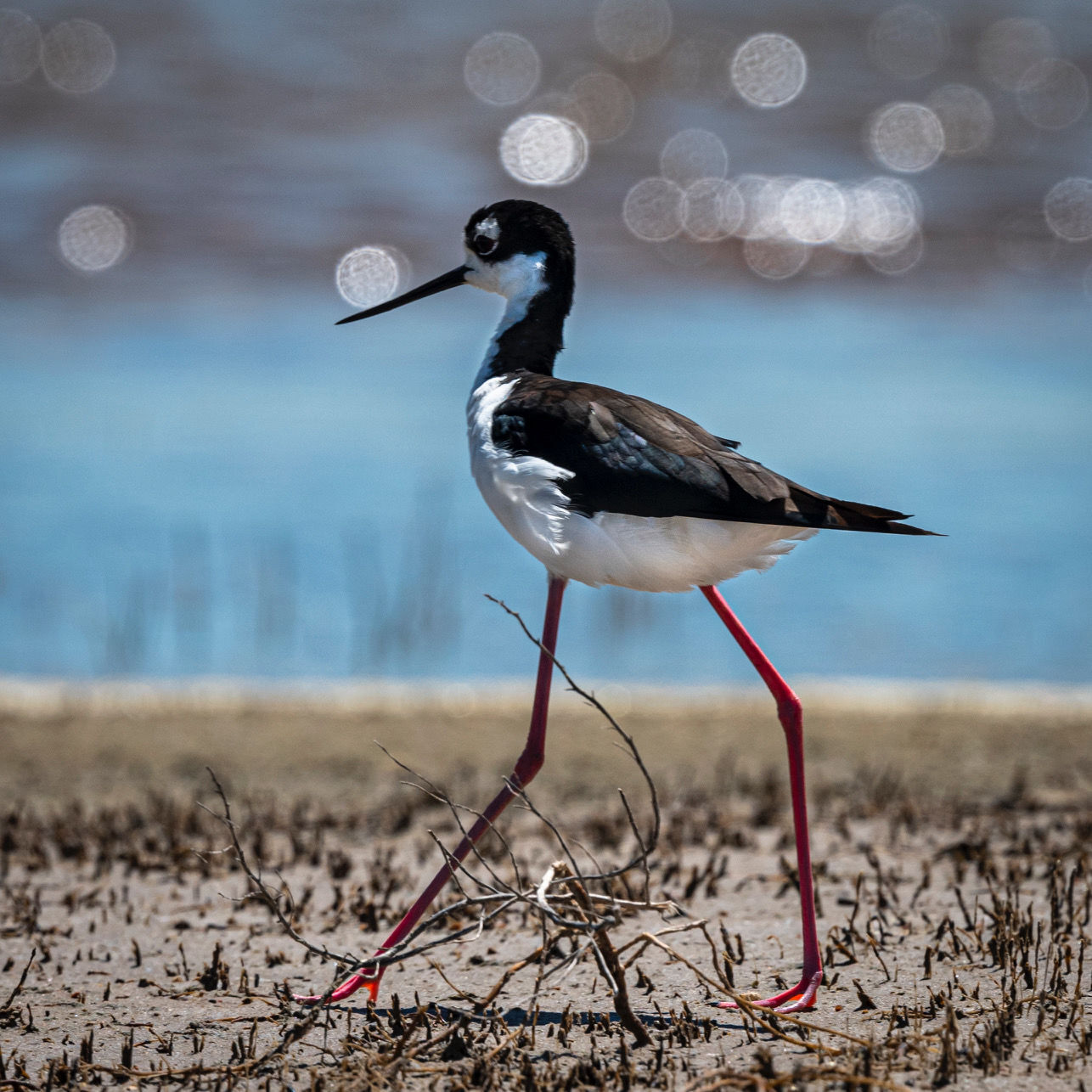 Tom White photography